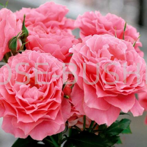 ������ ���� Corail Gelee. (����. ��������)